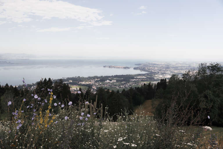 17-lindau,behind,pink,flowers