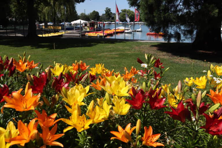 flower,sea,paddleboat,rental,lindau